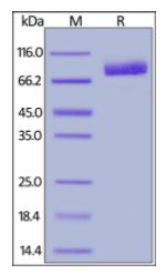Mouse PD-L1, Fc Tag on SDS-PAGE under reducing (R) condition. The gel was stained overnight with Coomassie Blue. The purity of the protein is greater than 95%.